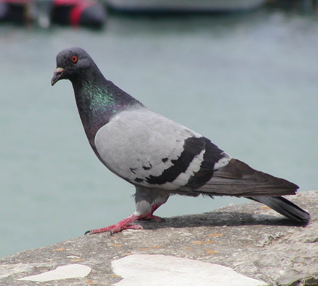 Dépigeonnisation